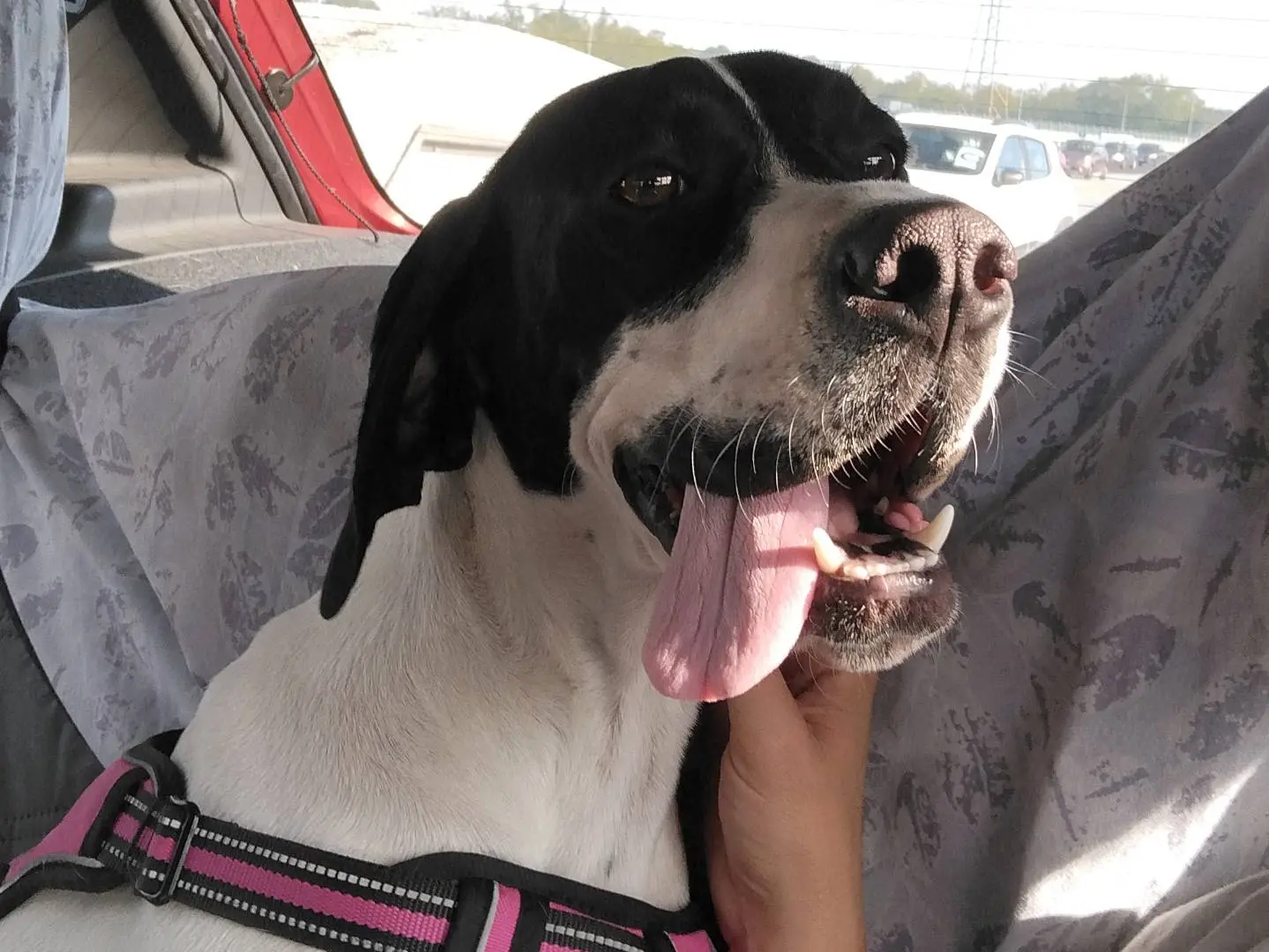 Vuoi adottare un cane a Monza?