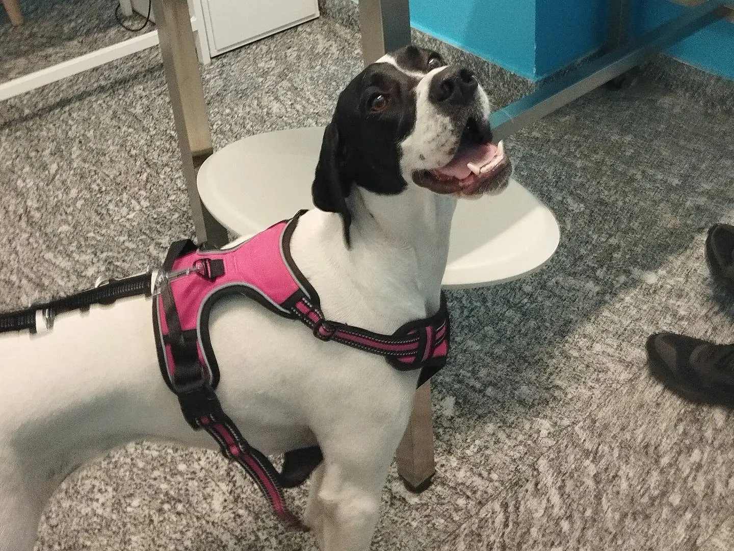Adotta un cane, taglia media, femmina, Monza