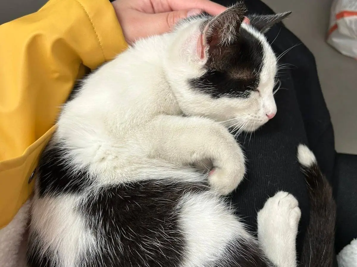Adotta il gatto Muu Muu budino con le macchie a Bari