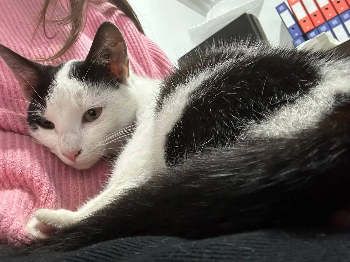Adotta un gatto, femmina, 1 anno e 2 mesi, Bari