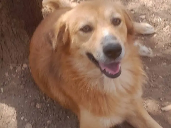 Adozione cane, maschio, Razza sconosciuta Razza sconosciuta, 2 anni e 2 mesi, taglia media contenuta, Milano