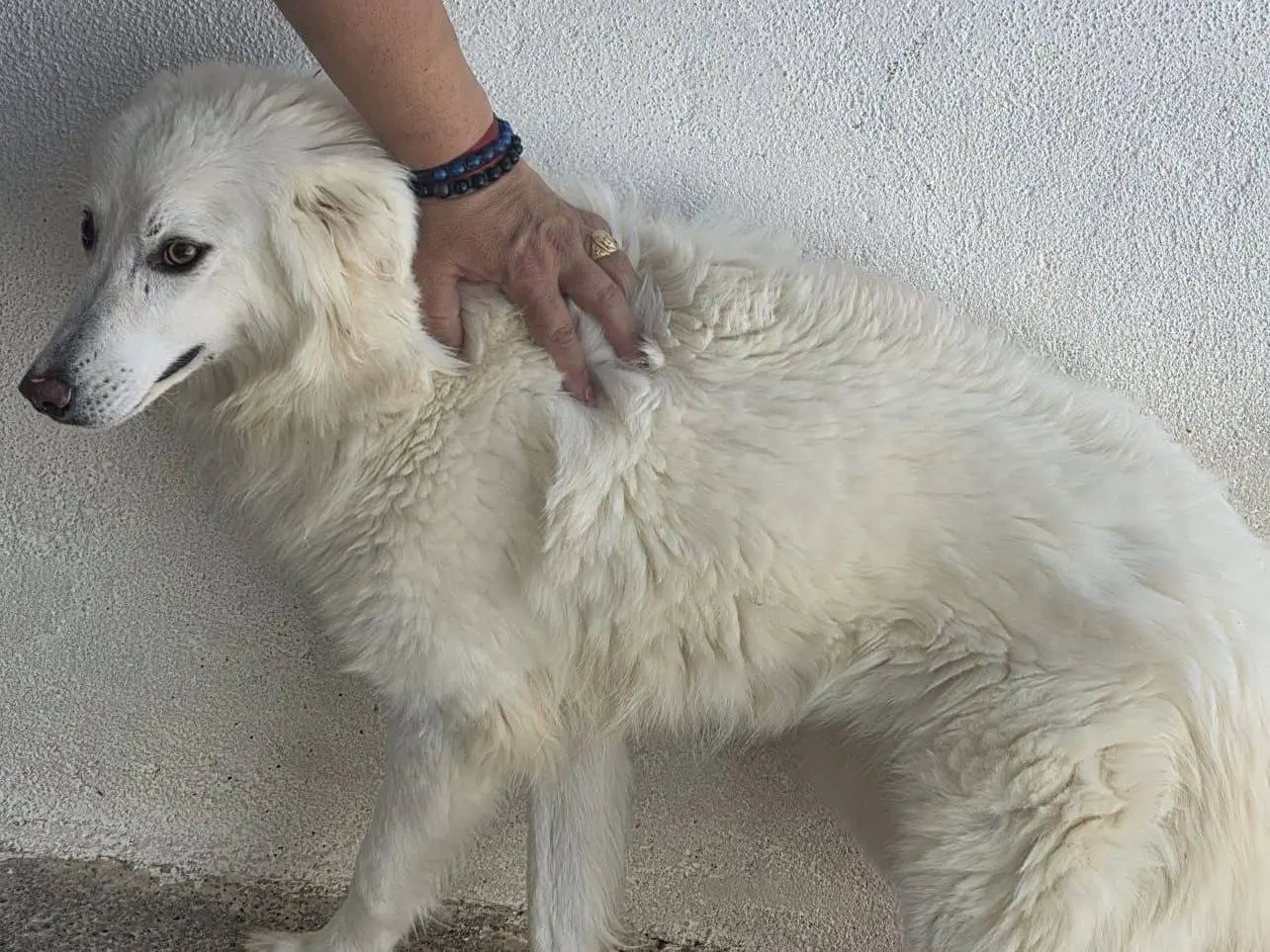 Adozione cane, femmina, Razza sconosciuta Razza sconosciuta, 2 anni e 9 mesi, taglia media, Crotone