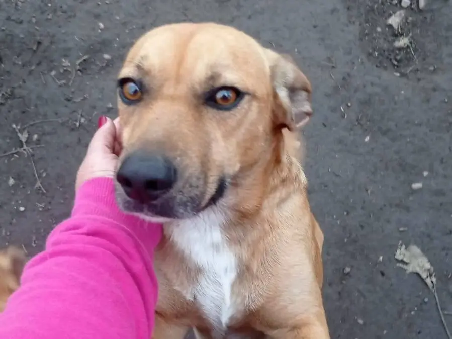 Vuoi adottare un cane a Benevento?