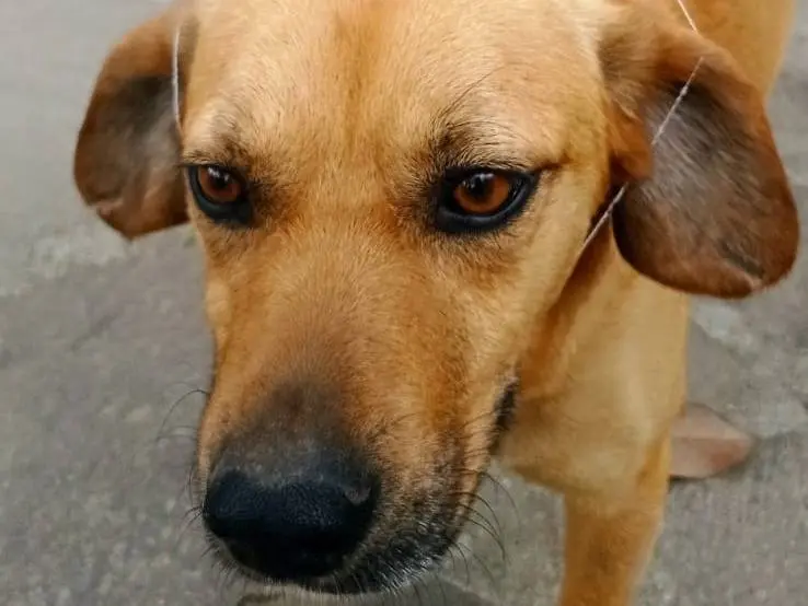 Adotta un cane, maschio, 5 anni e 5 mesi, Benevento