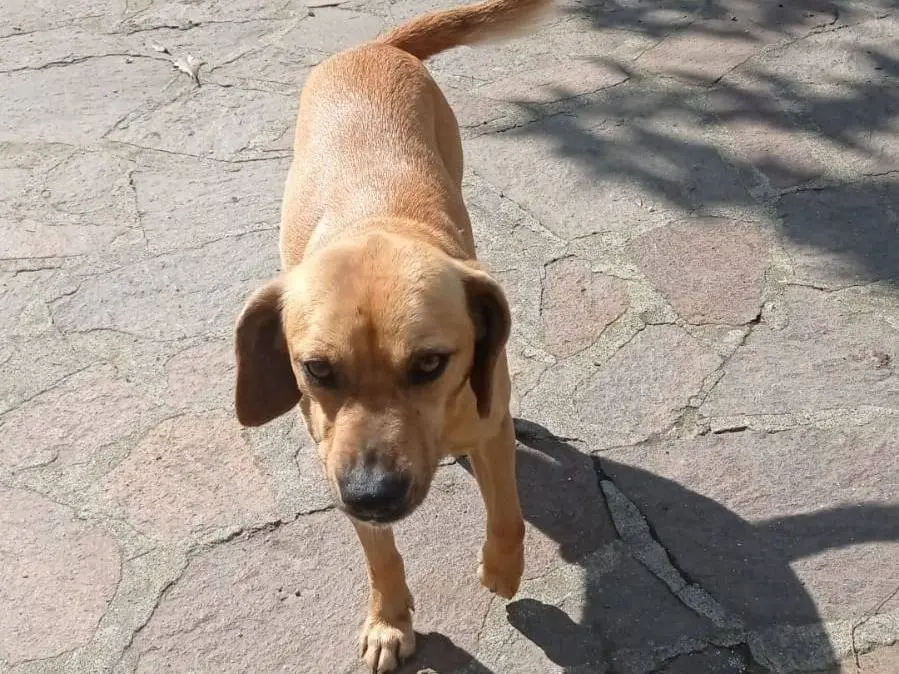 Adozione cane, maschio, Beagle , 5 anni e 5 mesi, taglia media contenuta, Benevento