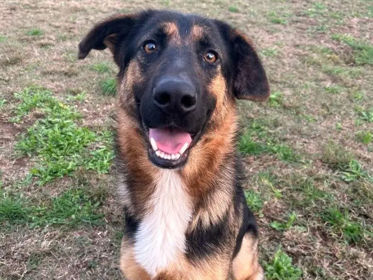 Adozione cane, femmina, Pastore tedesco, 4 anni e 9 mesi, taglia media, Milano