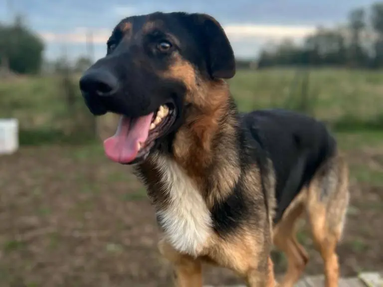 Adotta un cane, femmina, 4 anni e 9 mesi, Milano