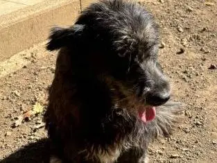 Adozione cane, maschio, Spinone Razza sconosciuta, 3 anni e 9 mesi, taglia media, Frosinone
