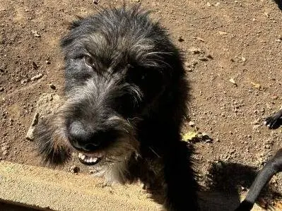 Adotta un cane, maschio, 3 anni e 9 mesi, Frosinone