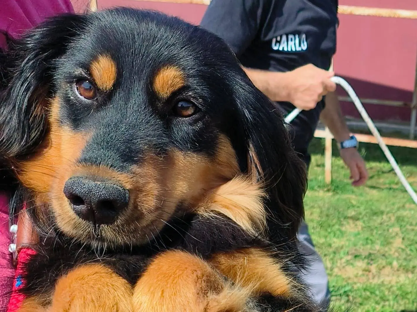 Adotta un cane, taglia media contenuta, femmina, Latina
