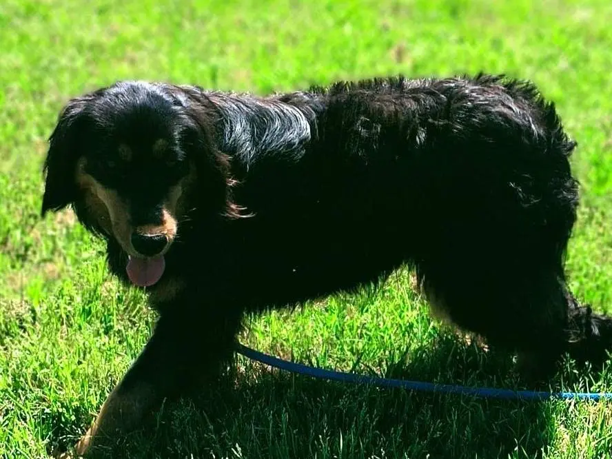 Vuoi adottare un cane a Latina?