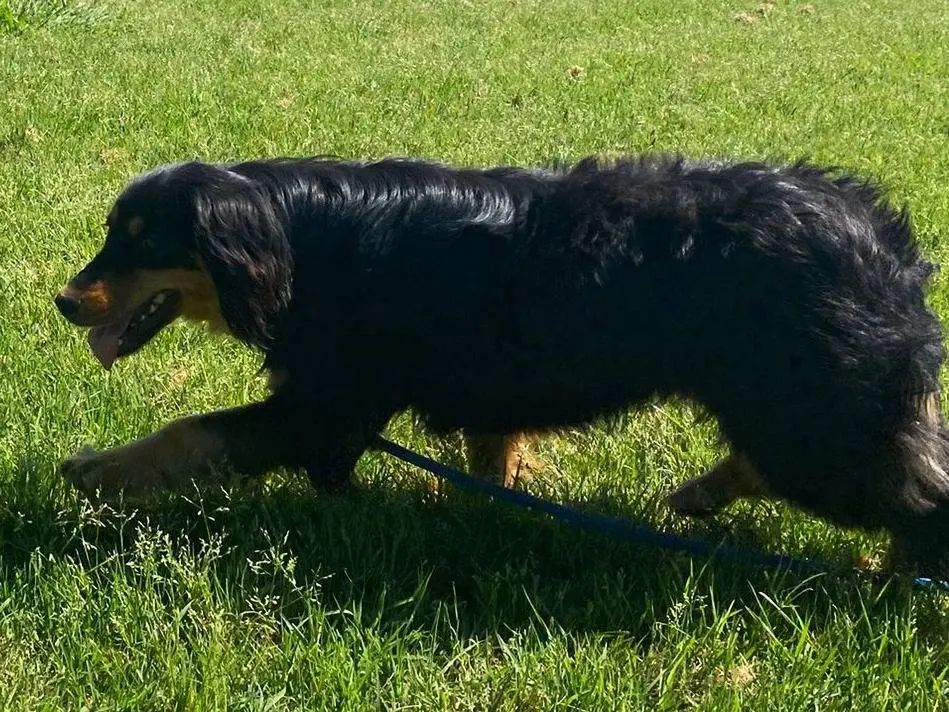Adotta il cane Follia a Latina
