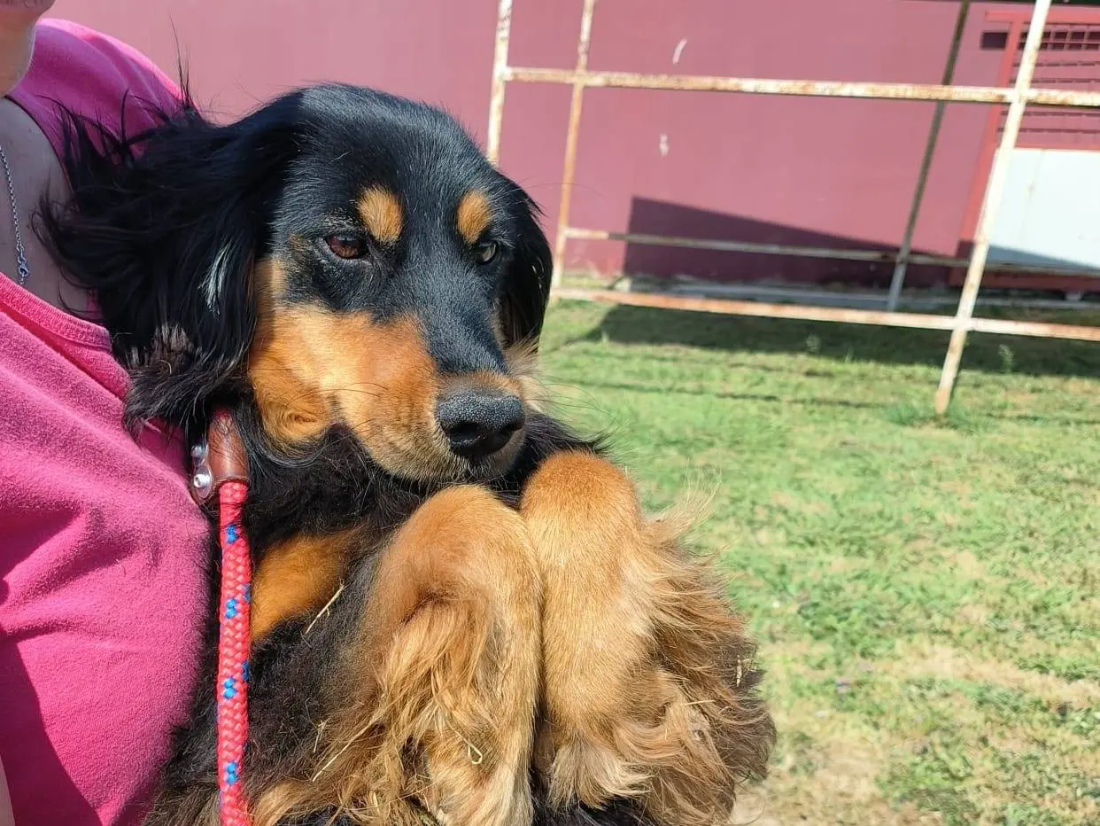 Adotta un cane, femmina, 1 anno e 9 mesi, Latina