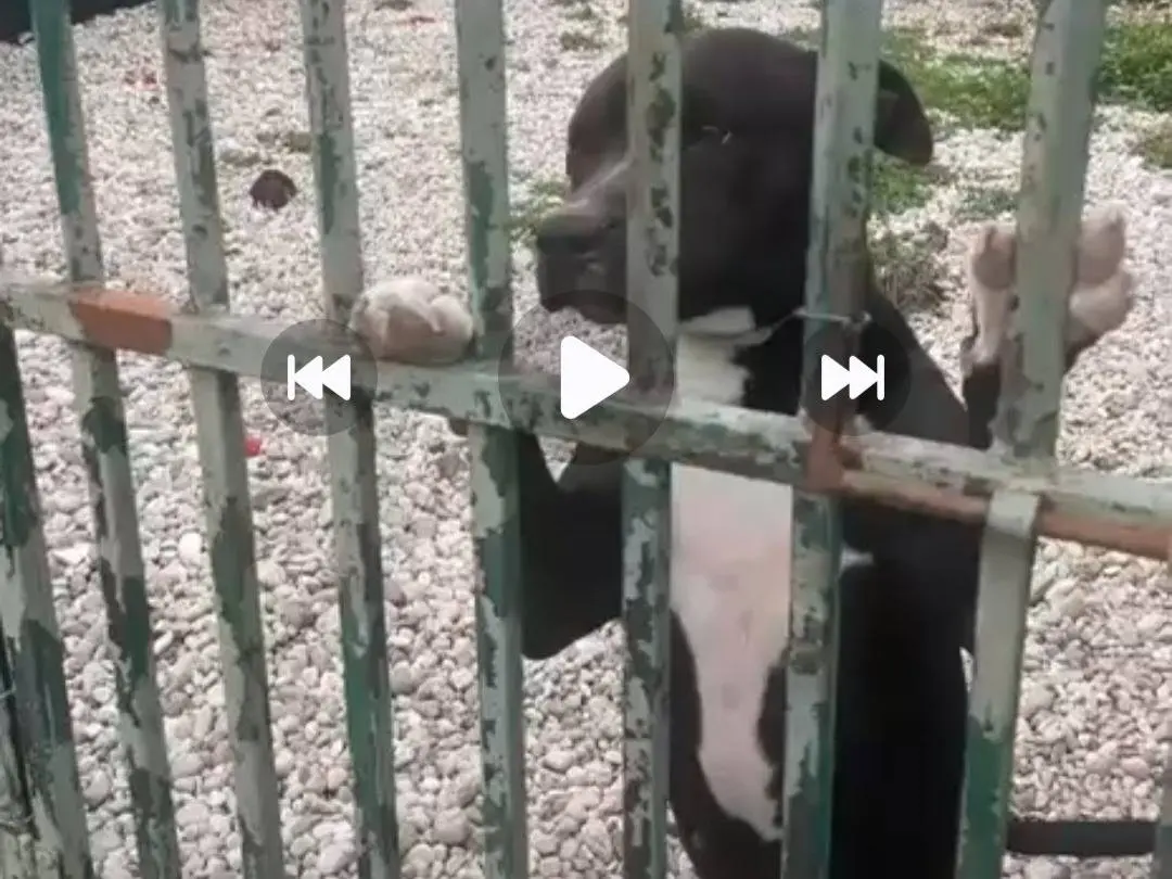 Foto 1 dell'animale