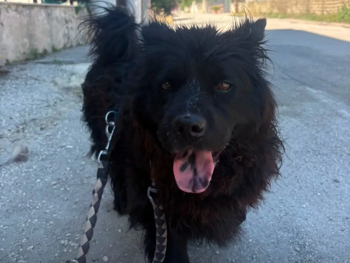 Adotta il cane RUDY a Caserta