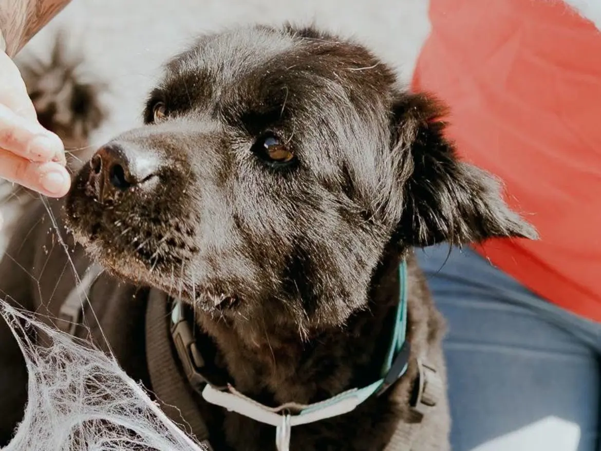 Adotta un cane, maschio, 10 anni, Caserta