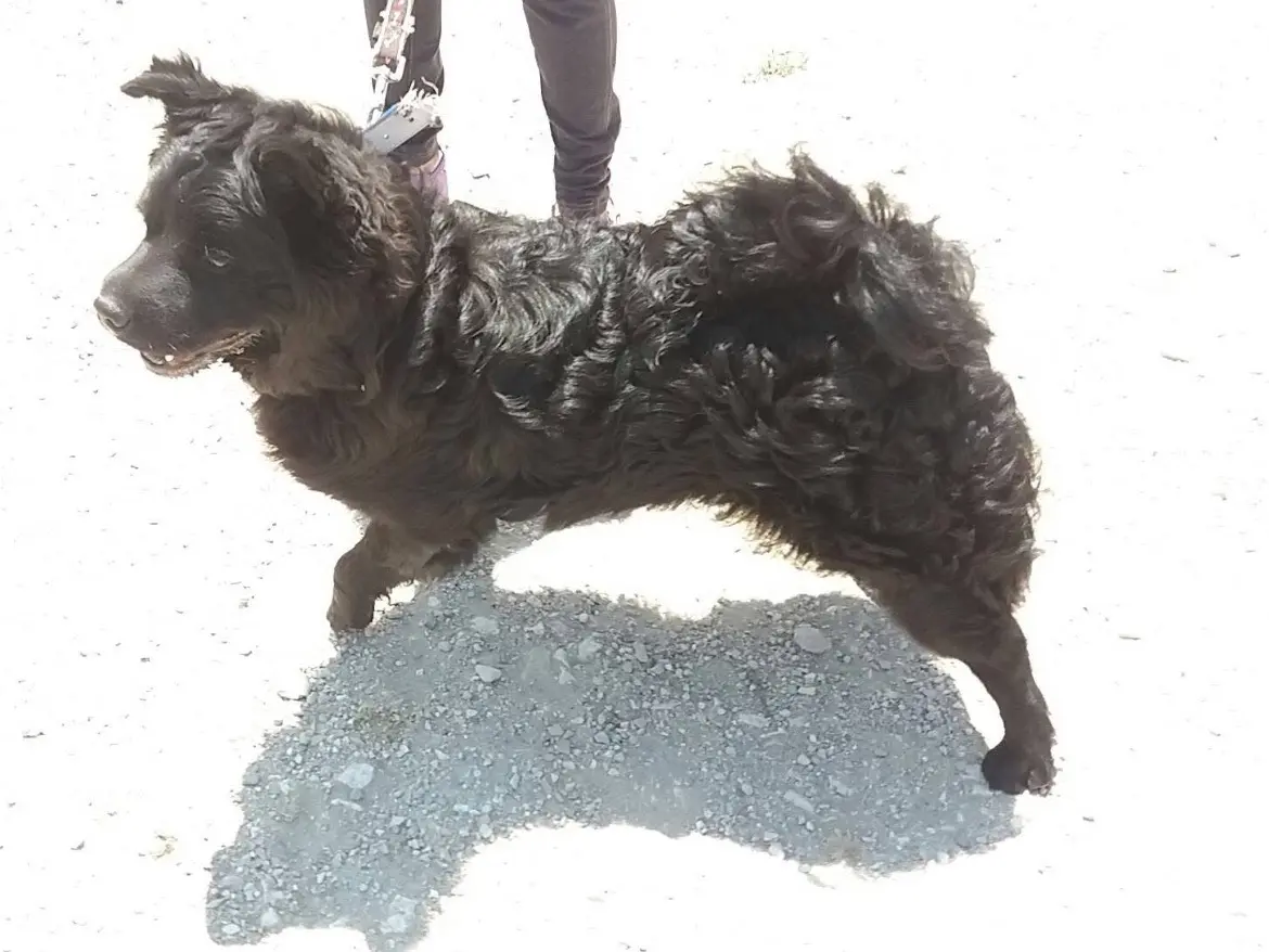 Adozione cane, maschio, Chow Chow Razza sconosciuta, 10 anni, taglia media contenuta, Caserta