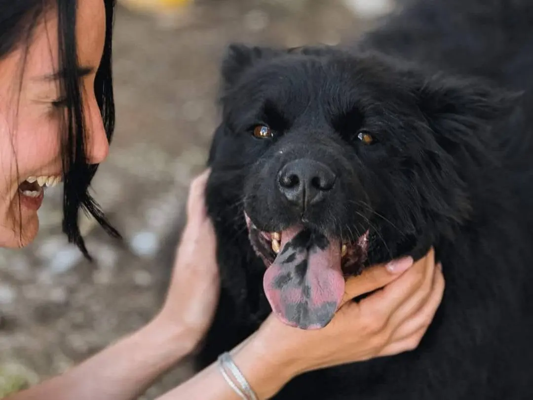 Adotta un cane, taglia media contenuta, maschio, Caserta