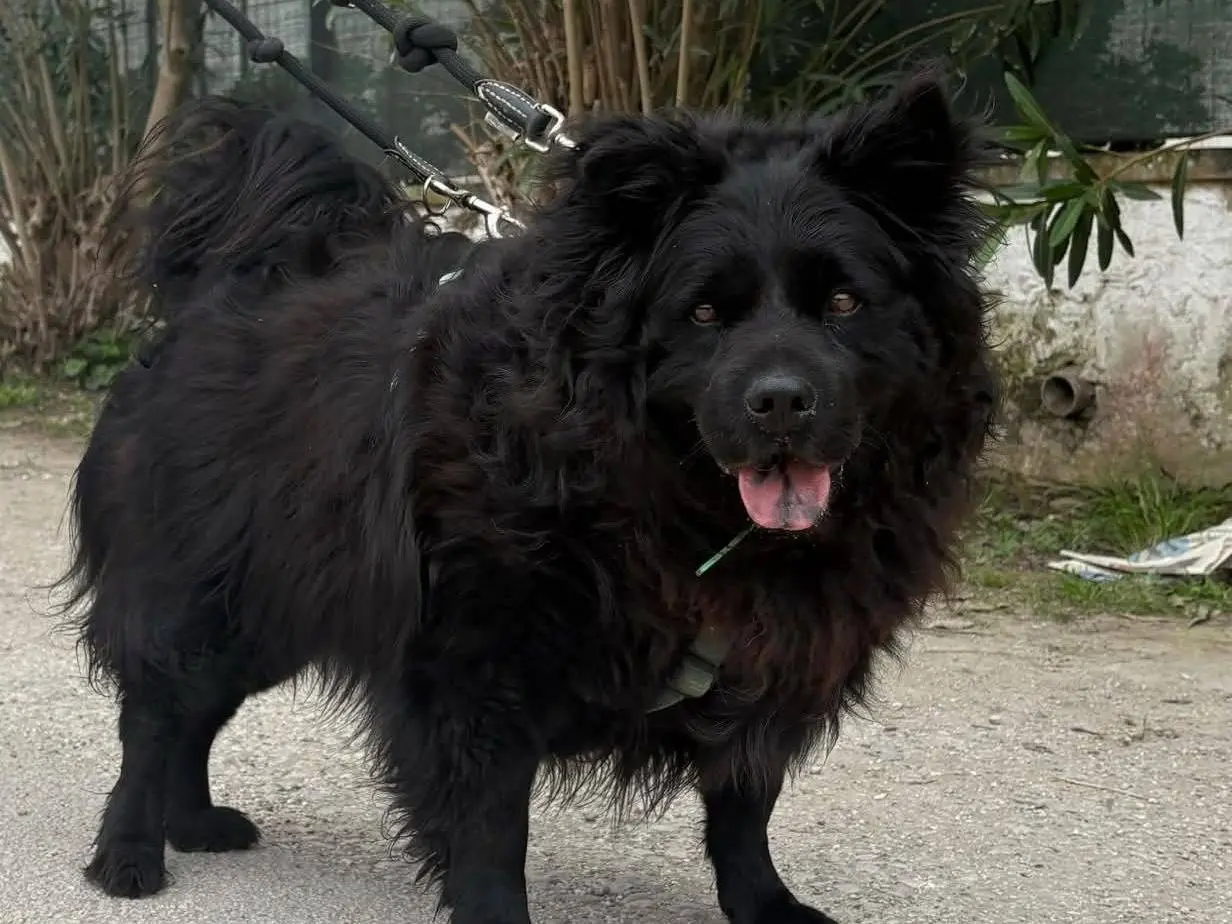 Vuoi adottare un cane a Caserta?