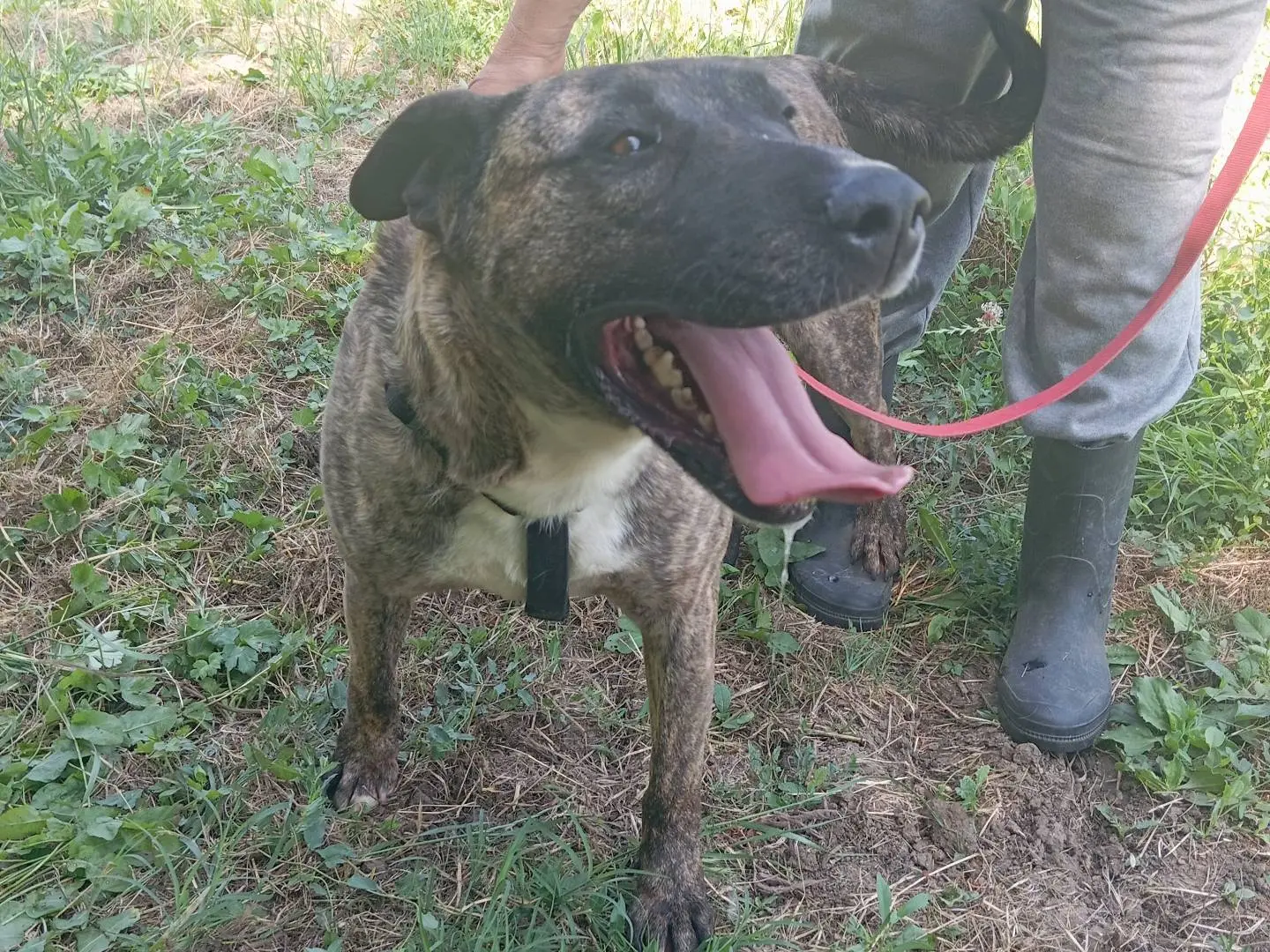 Adozione cane, maschio, Corso Razza sconosciuta, 5 anni e 7 mesi, taglia grande, Viterbo
