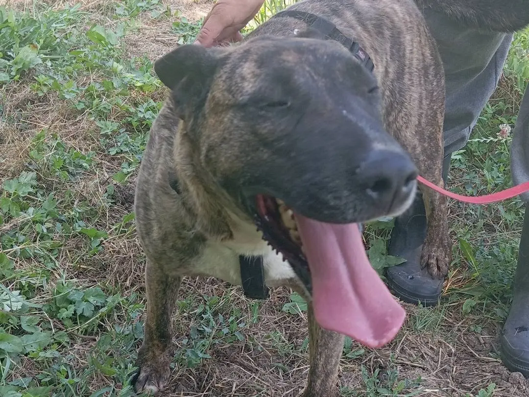 Adotta un cane, maschio, 5 anni e 7 mesi, Viterbo