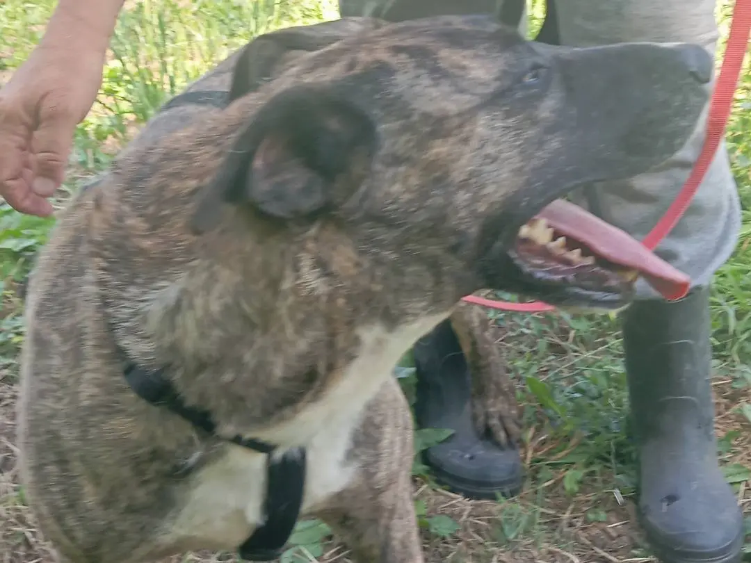 Adotta un cane, taglia grande, maschio, Viterbo