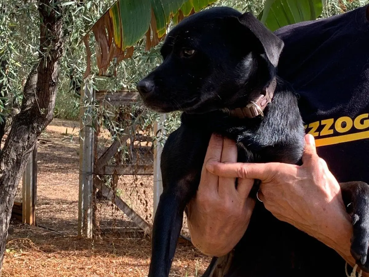 Adotta un cane, taglia media contenuta, femmina, Milano