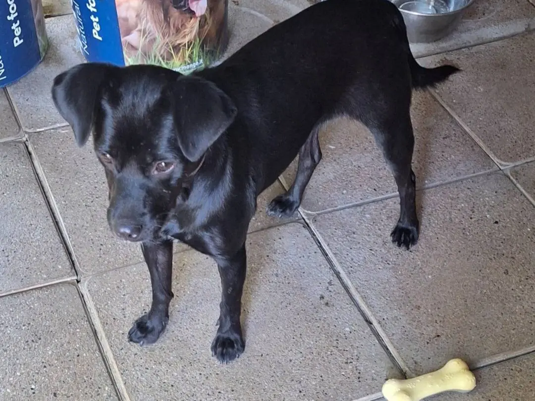 Adozione cane, femmina, Razza sconosciuta Razza sconosciuta, 1 anno e 1 mese, taglia media contenuta, Milano