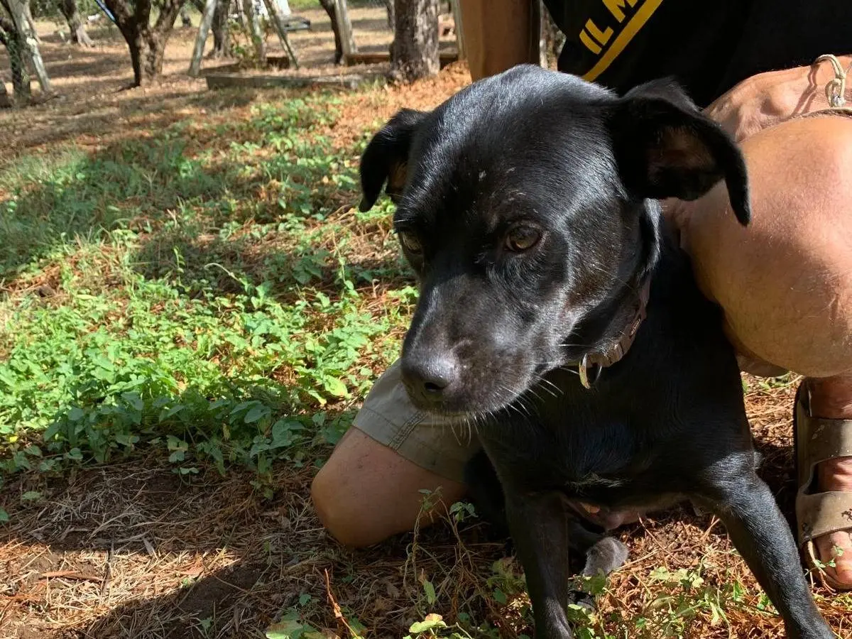 Adotta un cane, femmina, 1 anno e 1 mese, Milano