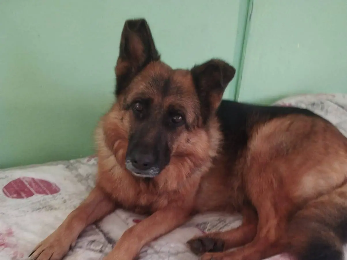 Adozione cane, femmina, Pastore tedesco Razza sconosciuta, 6 anni e 8 mesi, taglia media, Napoli