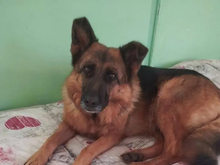 Adotta un cane, femmina, 6 anni e 8 mesi, Napoli
