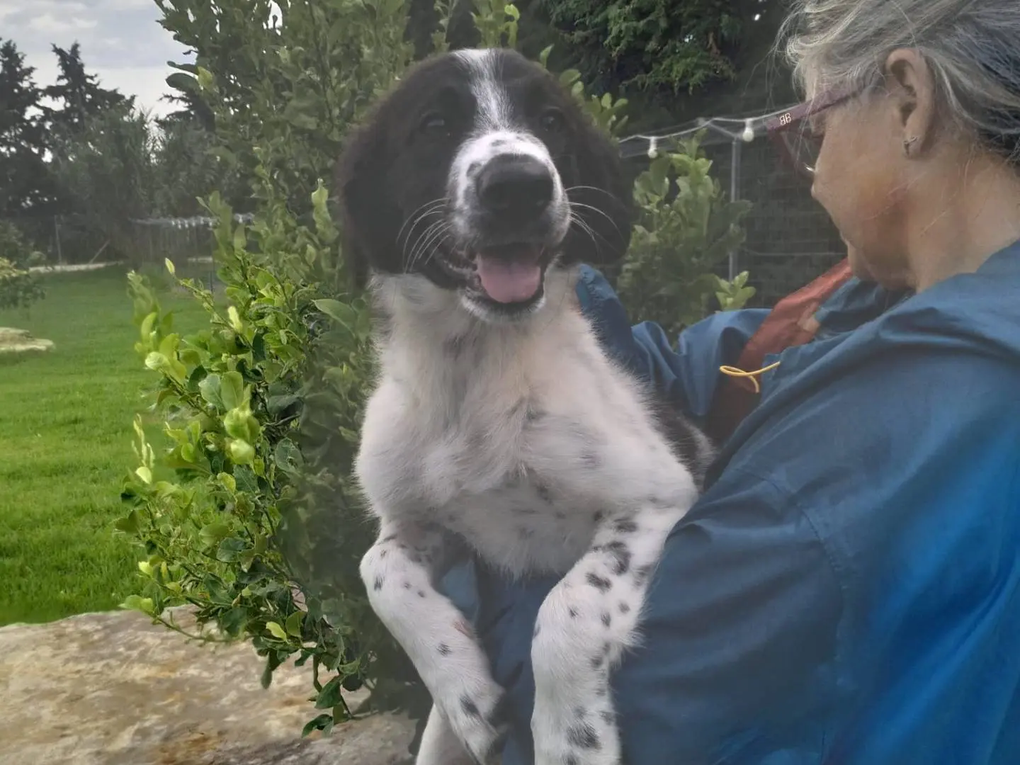 Adotta un cane, femmina, 4 mesi, Siracusa