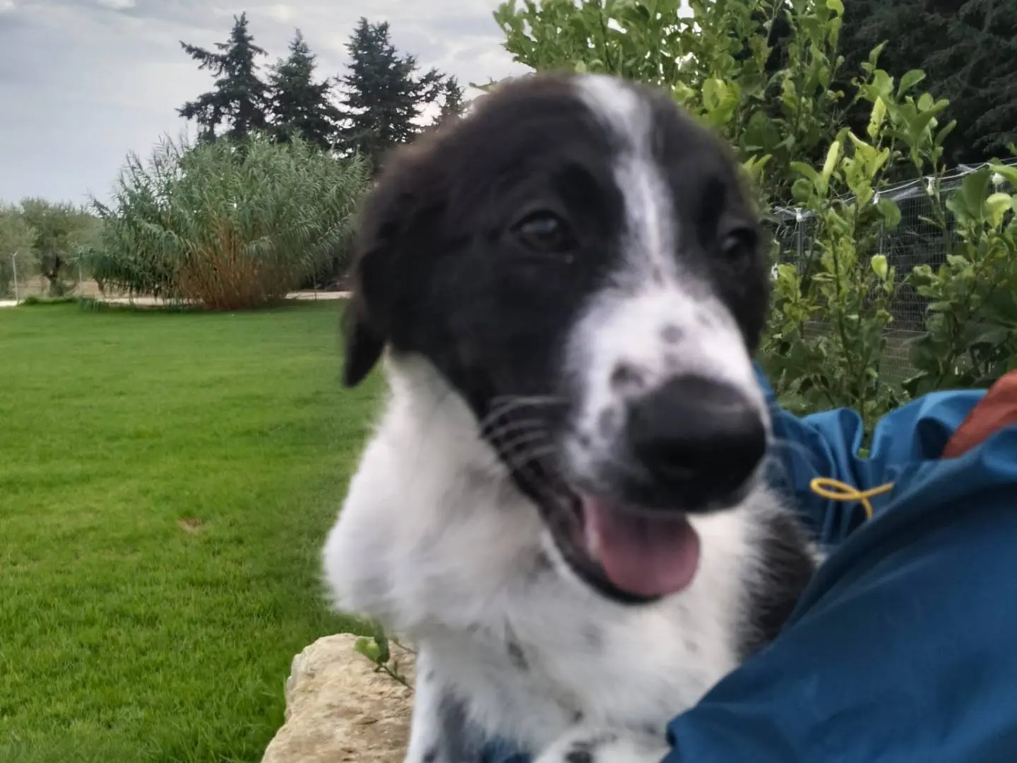 Vuoi adottare un cane a Siracusa?