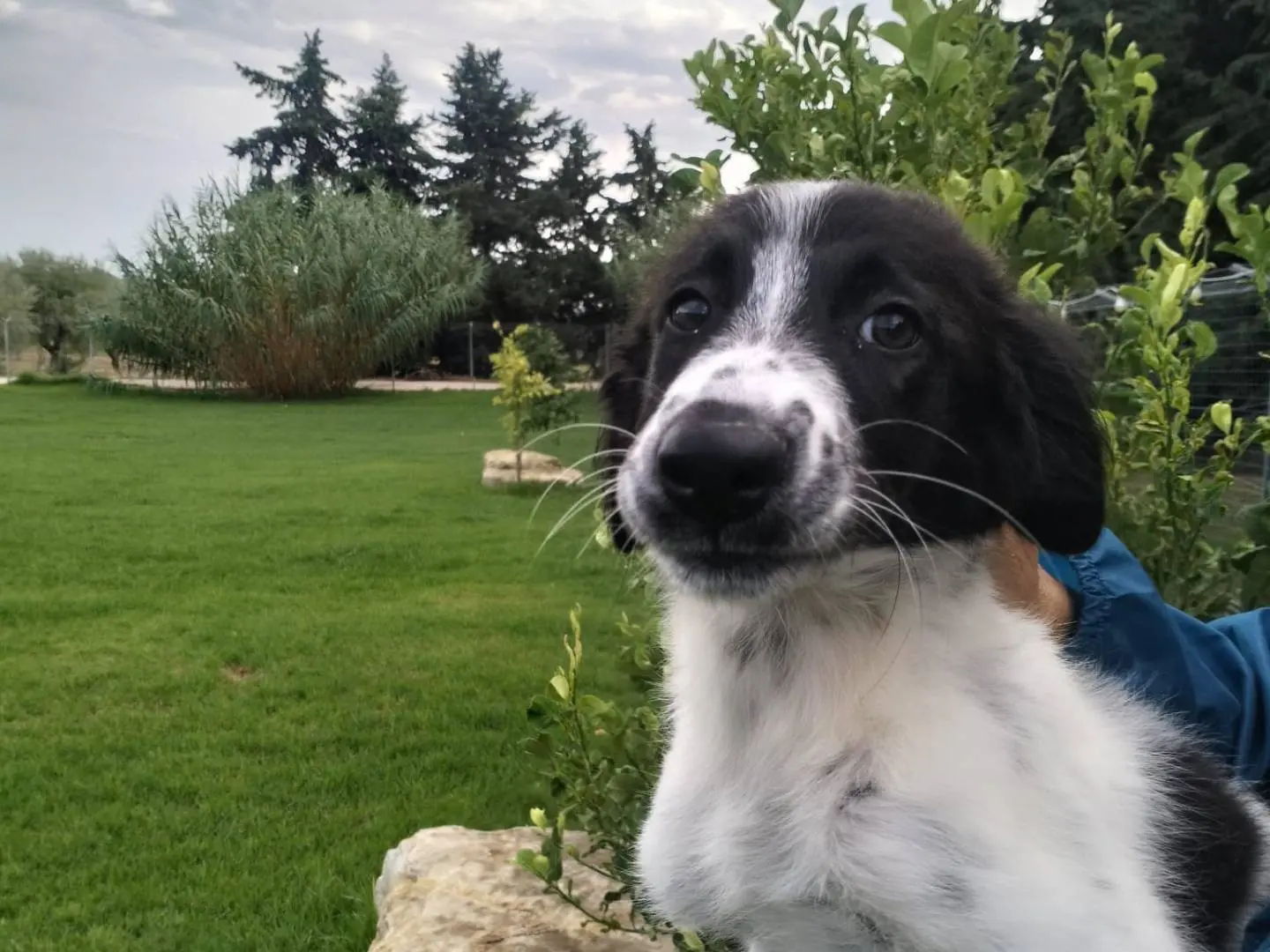 Adozione cane, femmina, Razza sconosciuta Razza sconosciuta, 4 mesi, taglia grande, Siracusa