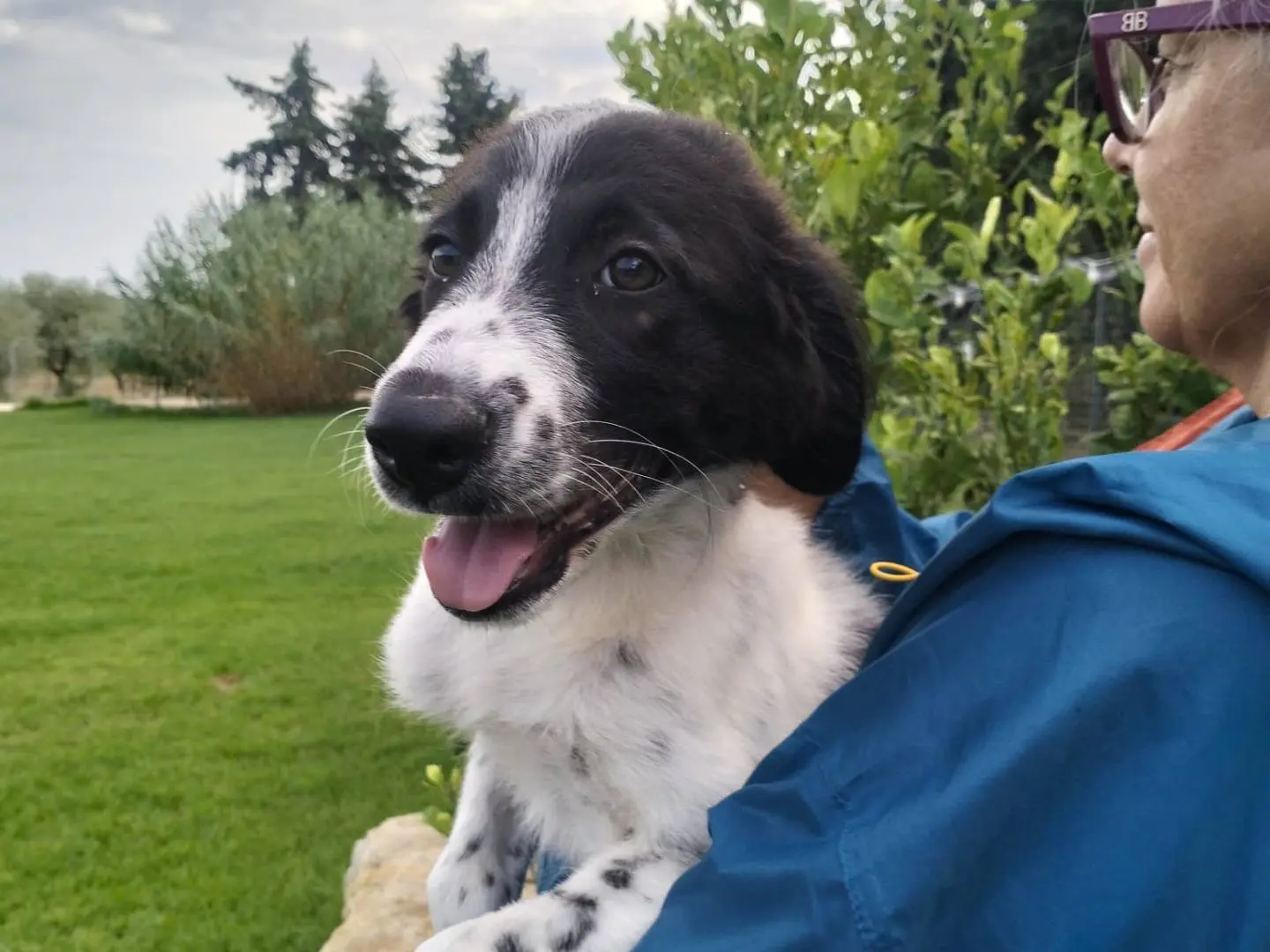 Adotta un cane, taglia grande, femmina, Siracusa