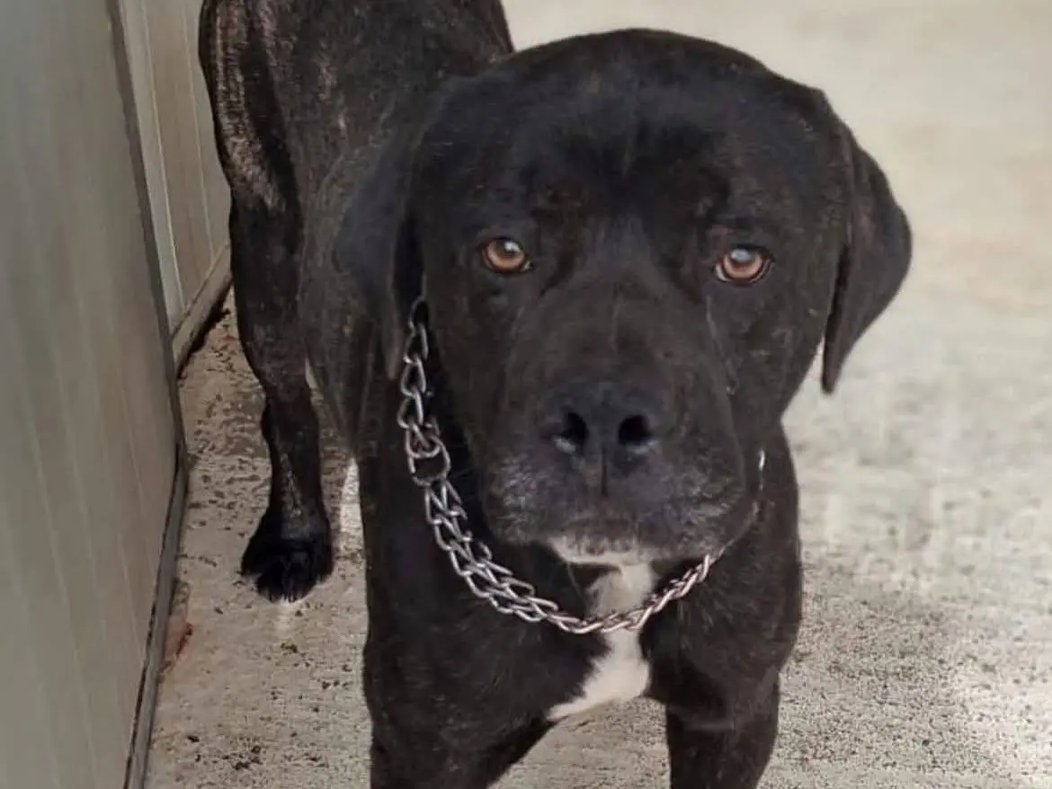 Adozione cane, maschio, Corso Razza sconosciuta, 3 anni e 1 mese, taglia grande, Trapani