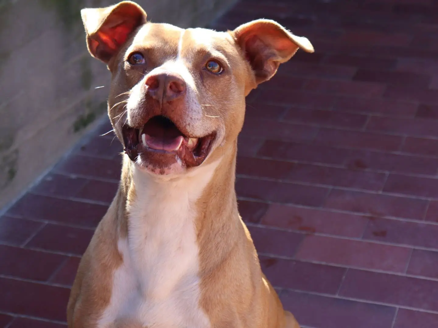 Adozione cane, maschio, Pitbull, 10 anni e 9 mesi, taglia media, Milano