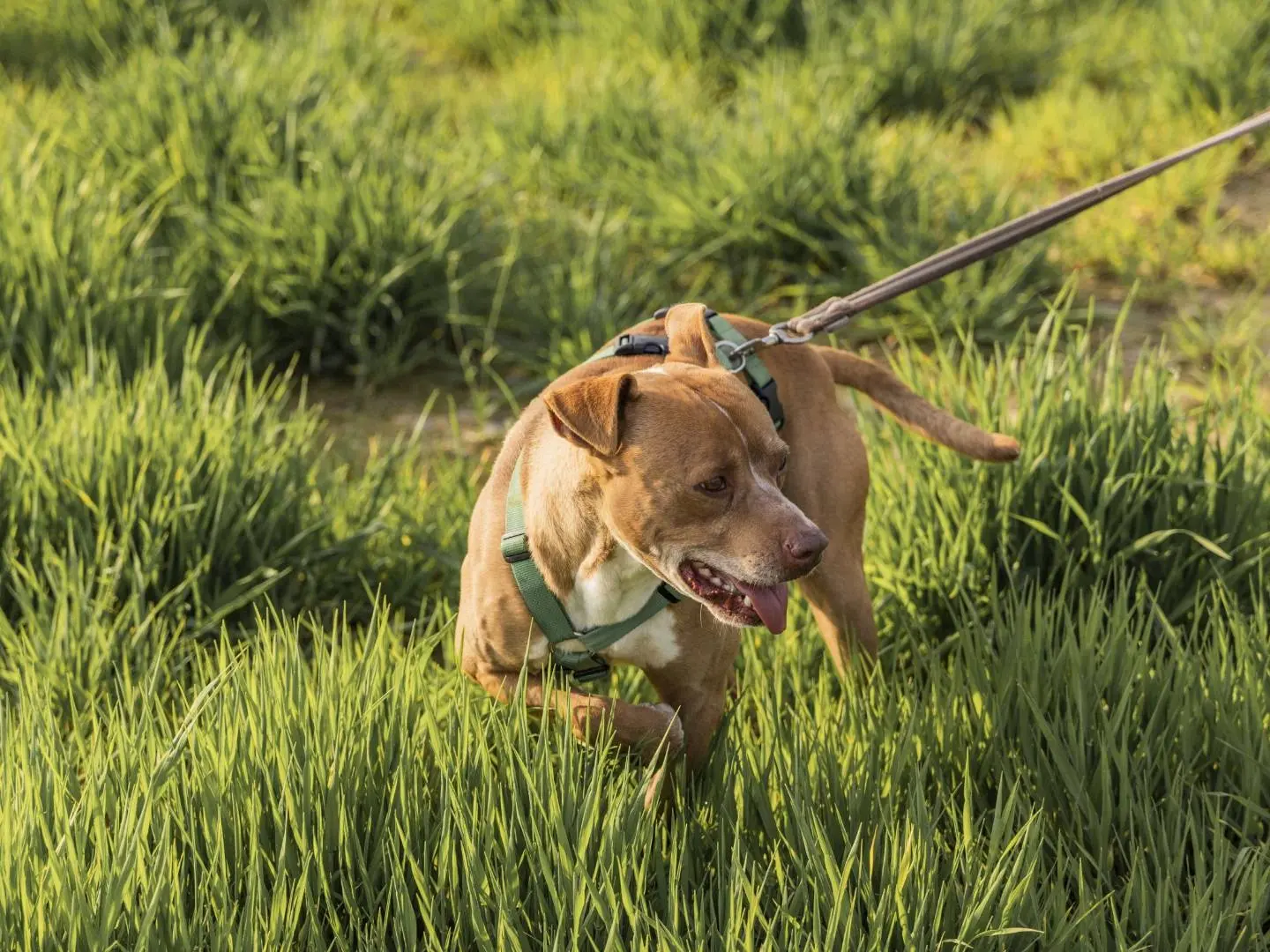 Adotta un cane, maschio, 10 anni e 9 mesi, Milano