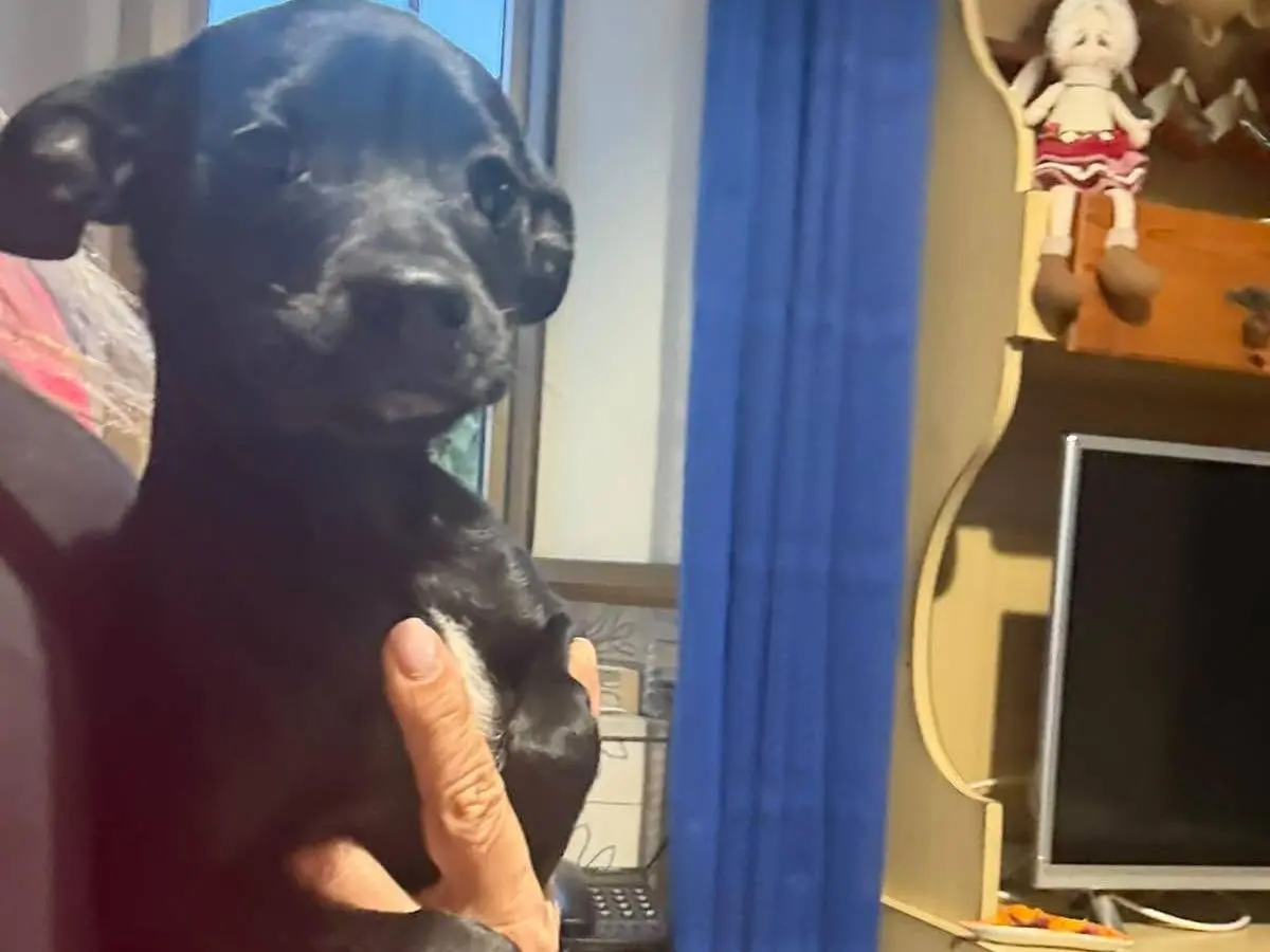 Adotta un cane, femmina, 5 mesi, Latina
