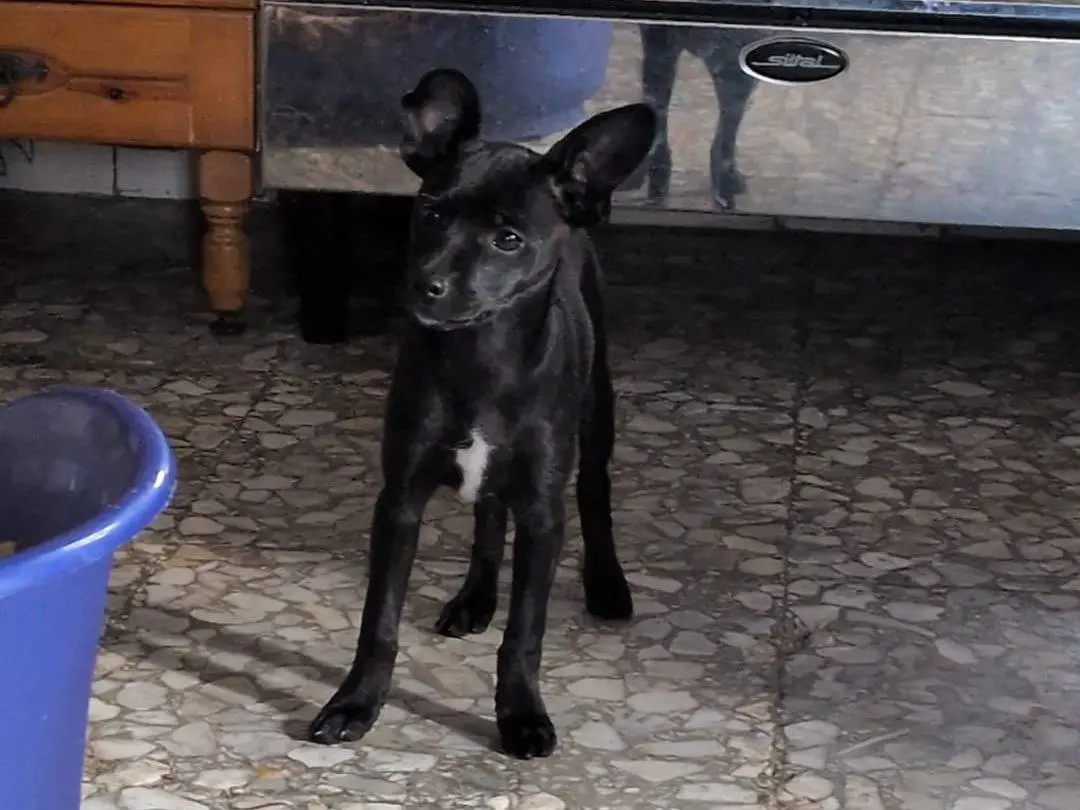 Adozione cane, femmina, Razza sconosciuta Razza sconosciuta, 5 mesi, taglia piccola, Latina