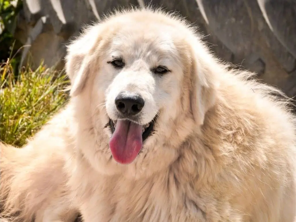 Adozione cane, maschio, Pastore maremmano Razza sconosciuta, 7 anni e 2 mesi, taglia gigante, Crotone