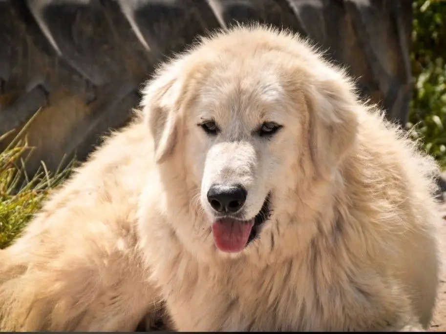 Adotta un cane, maschio, 7 anni e 2 mesi, Crotone