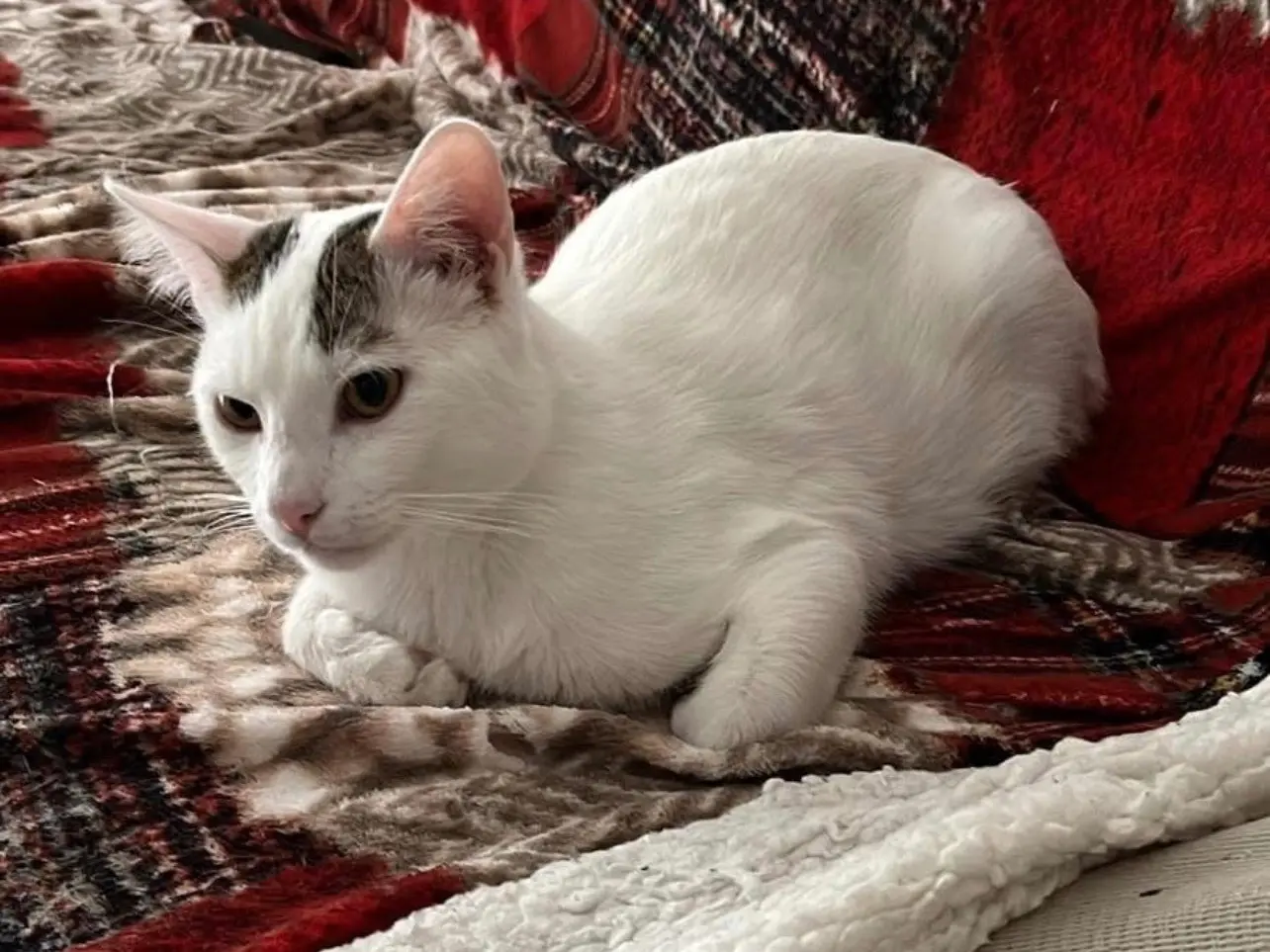 Adotta un gatto, maschio, 2 anni e 11 mesi, Bari