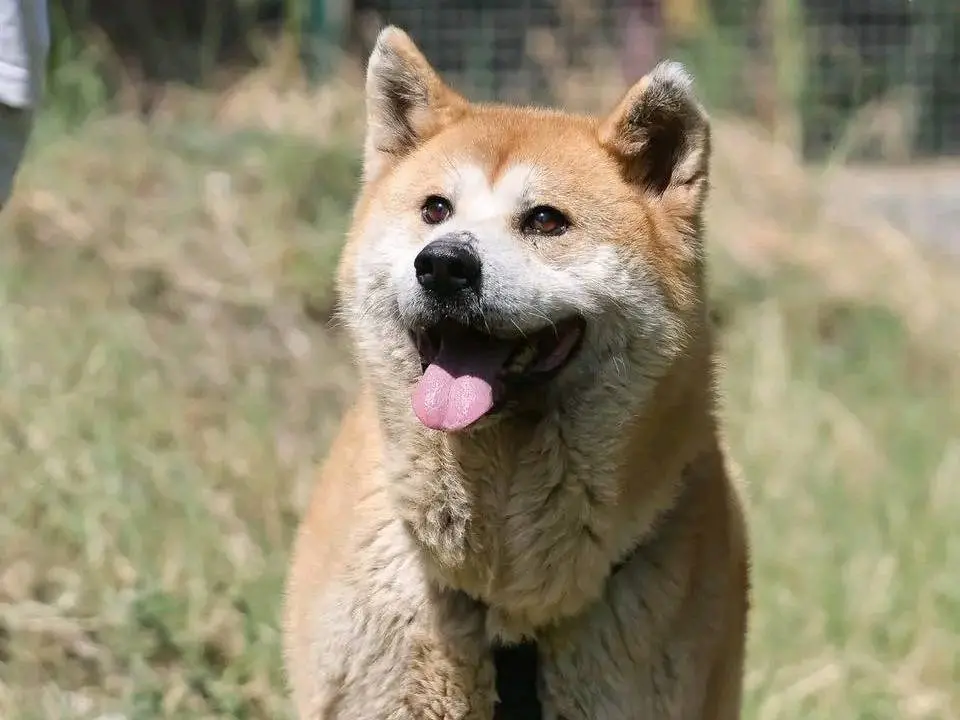 Adotta un cane, maschio, 8 anni e 3 mesi, Cremona