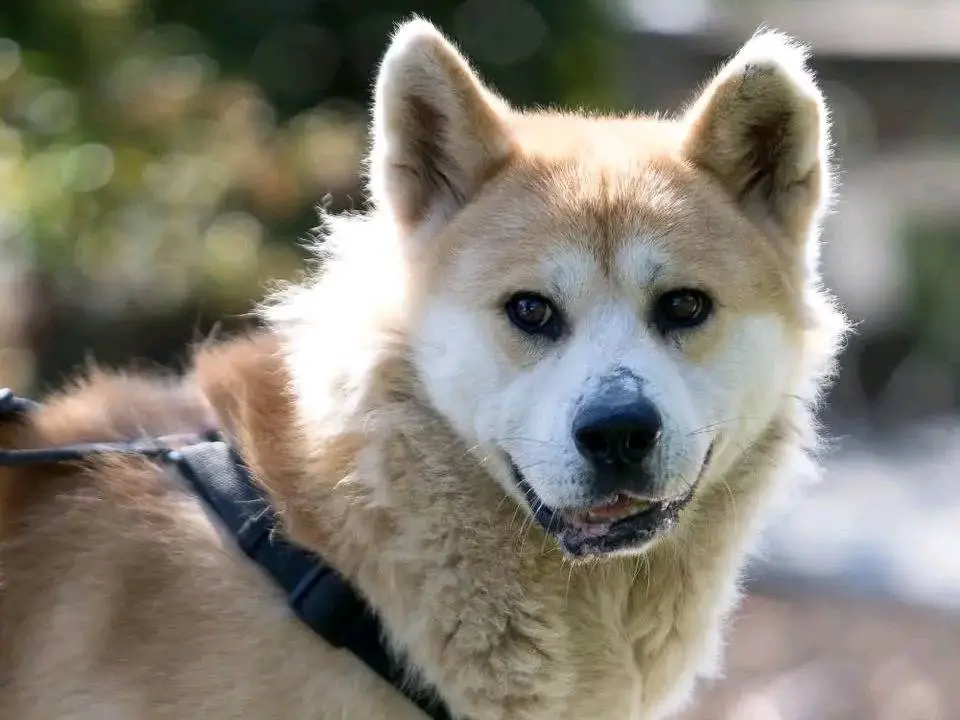 Adotta un cane, taglia grande, maschio, Cremona