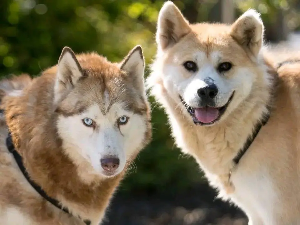 Vuoi adottare un cane a Cremona?