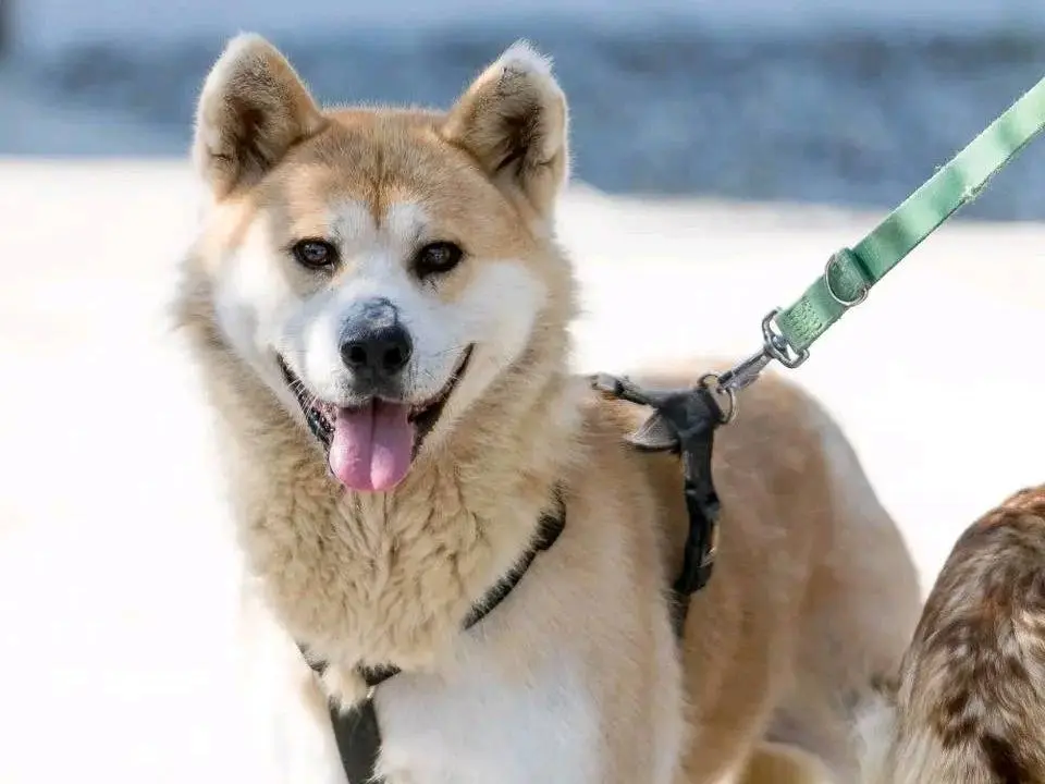 Adozione cane, maschio, Akita Razza sconosciuta, 8 anni e 3 mesi, taglia grande, Cremona