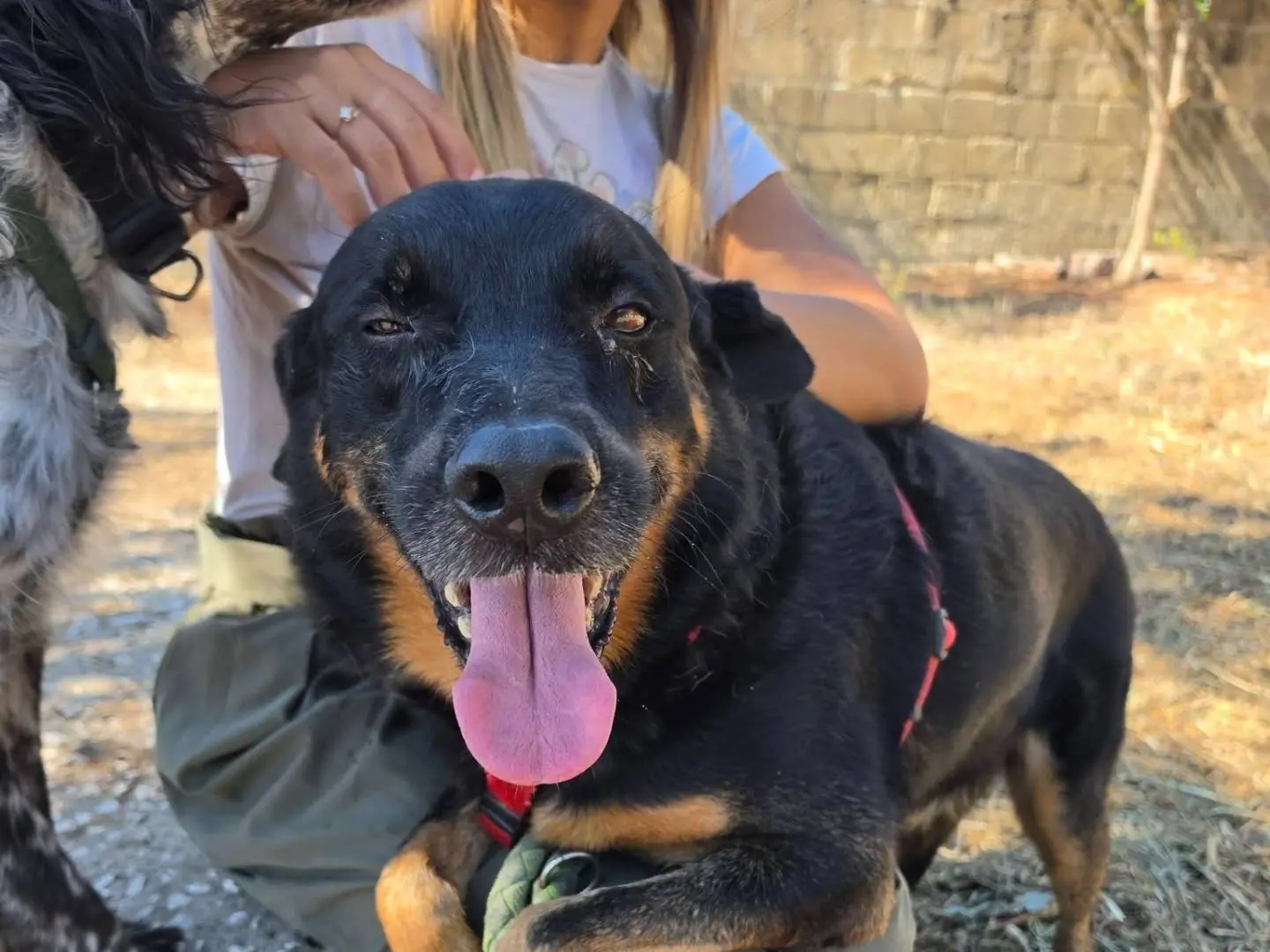 Adozione cane, maschio, Rottweiler Razza sconosciuta, 9 anni e 5 mesi, taglia media, Caserta