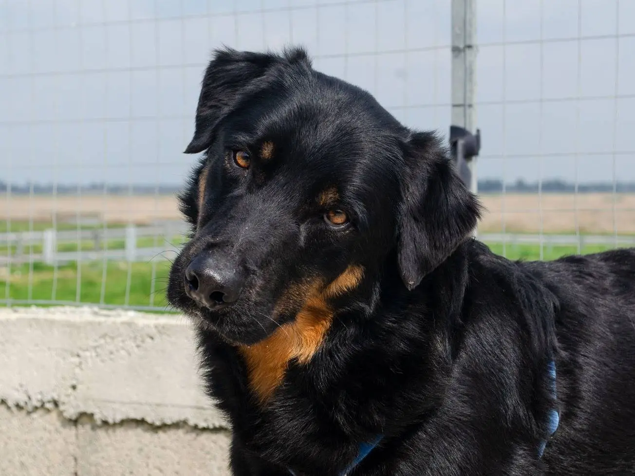 Adotta un cane, maschio, 9 anni, Caserta