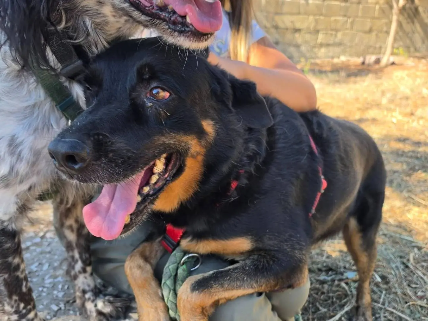 Adotta un cane, maschio, 9 anni e 5 mesi, Caserta